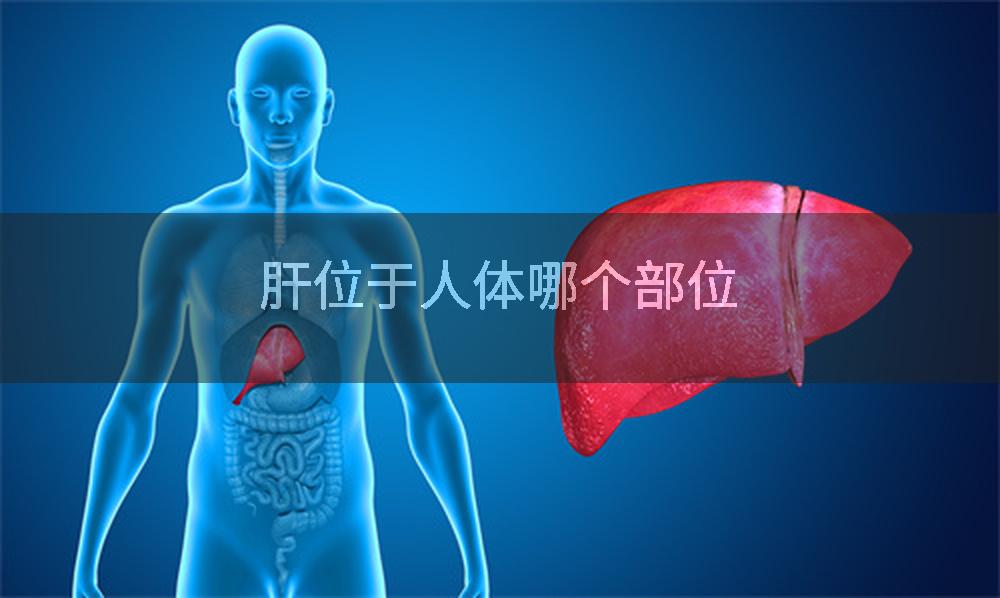 肝位于人体哪个部位