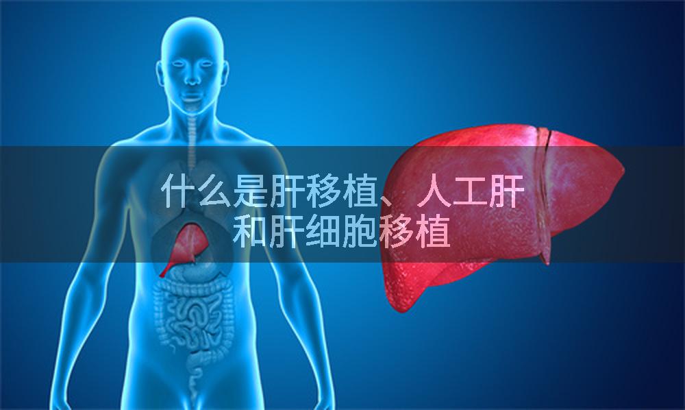 什么是肝移植、人工肝和肝细胞移植