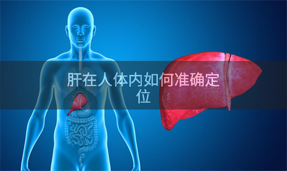 肝在人体内如何准确定位