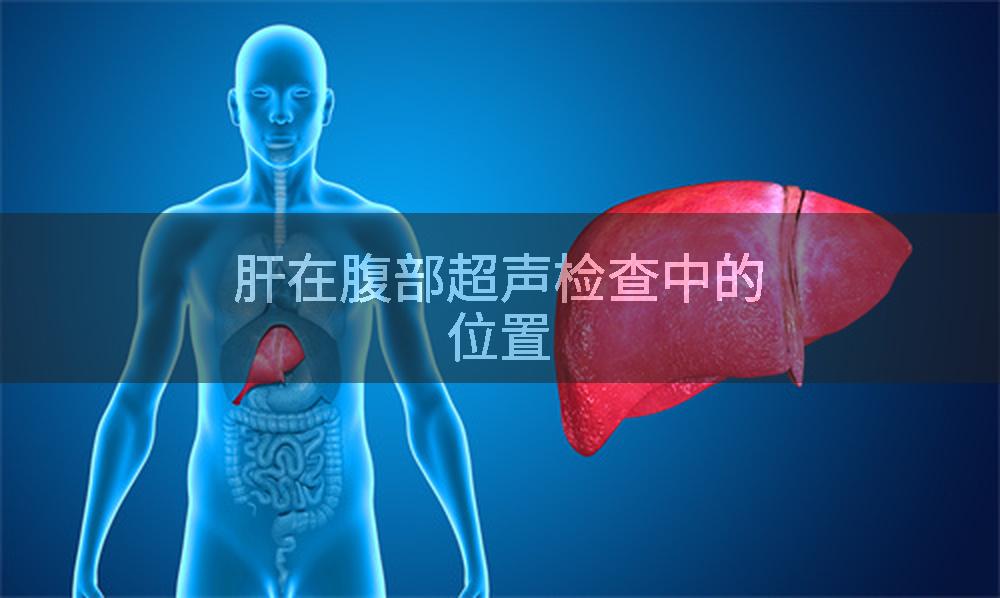 肝在腹部超声检查中的位置