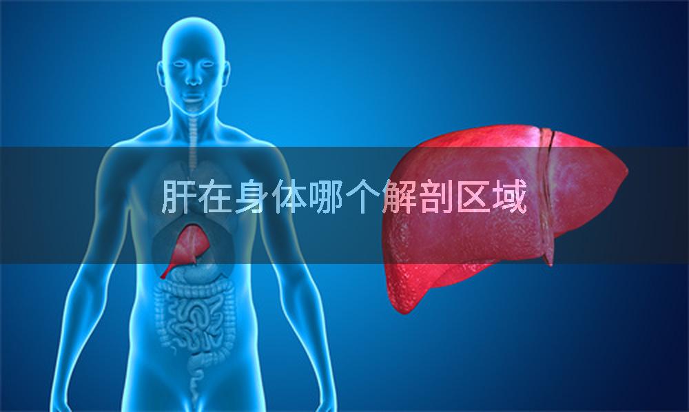 肝在身体哪个解剖区域