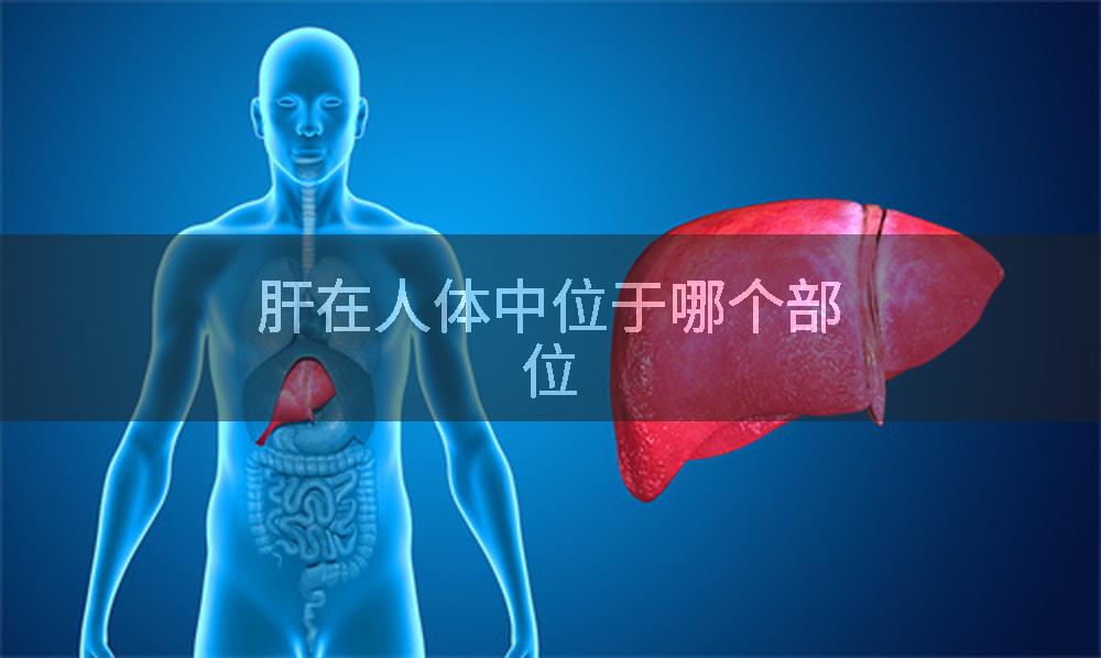 肝在人体中位于哪个部位