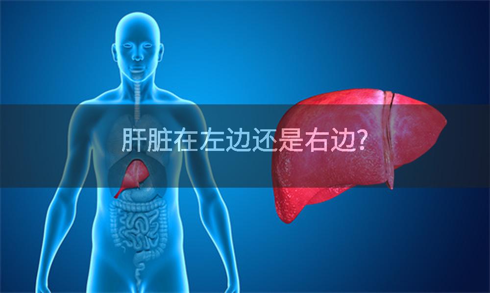 肝脏在左边还是右边?