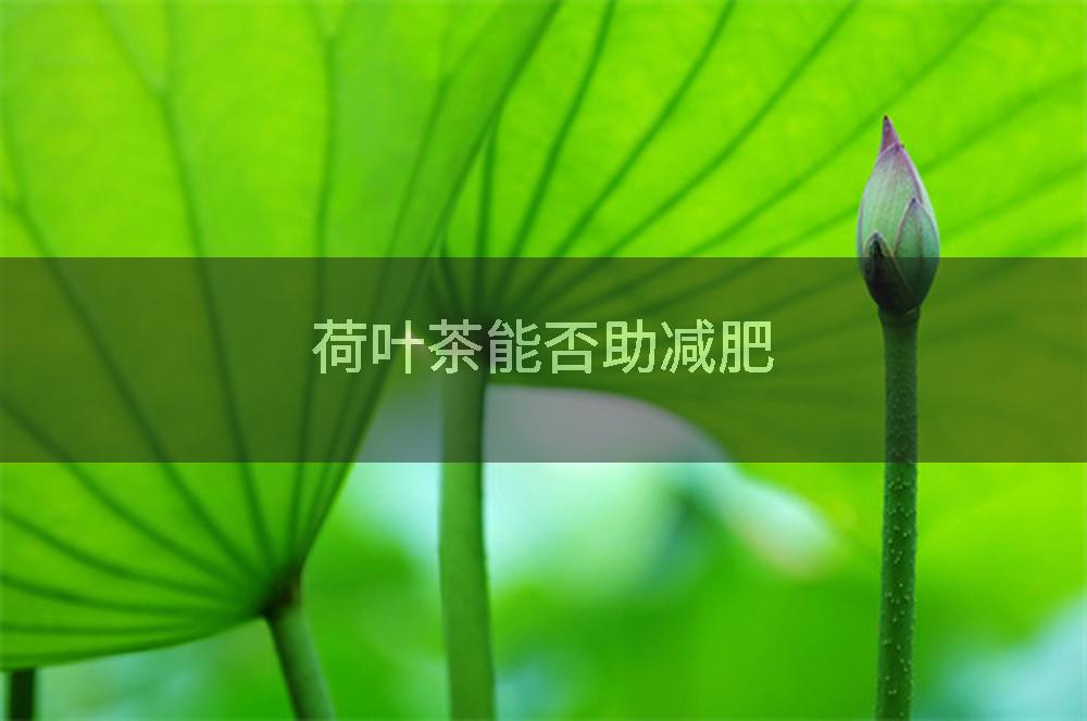 荷叶茶能否助减肥