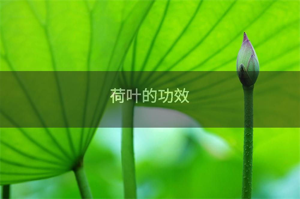 荷叶的功效