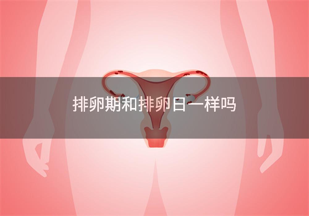 排卵期和排卵日一样吗