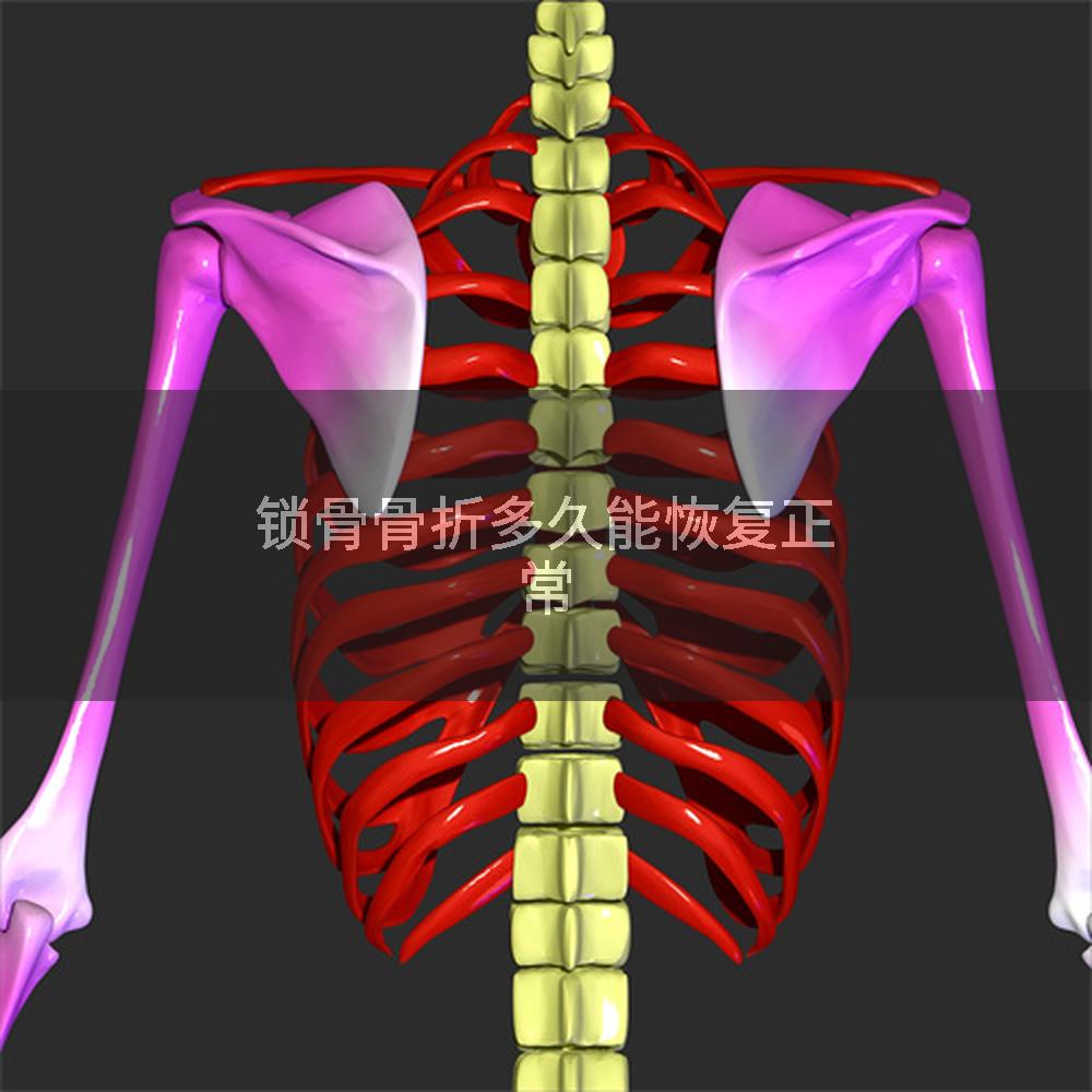 锁骨骨折多久能恢复正常