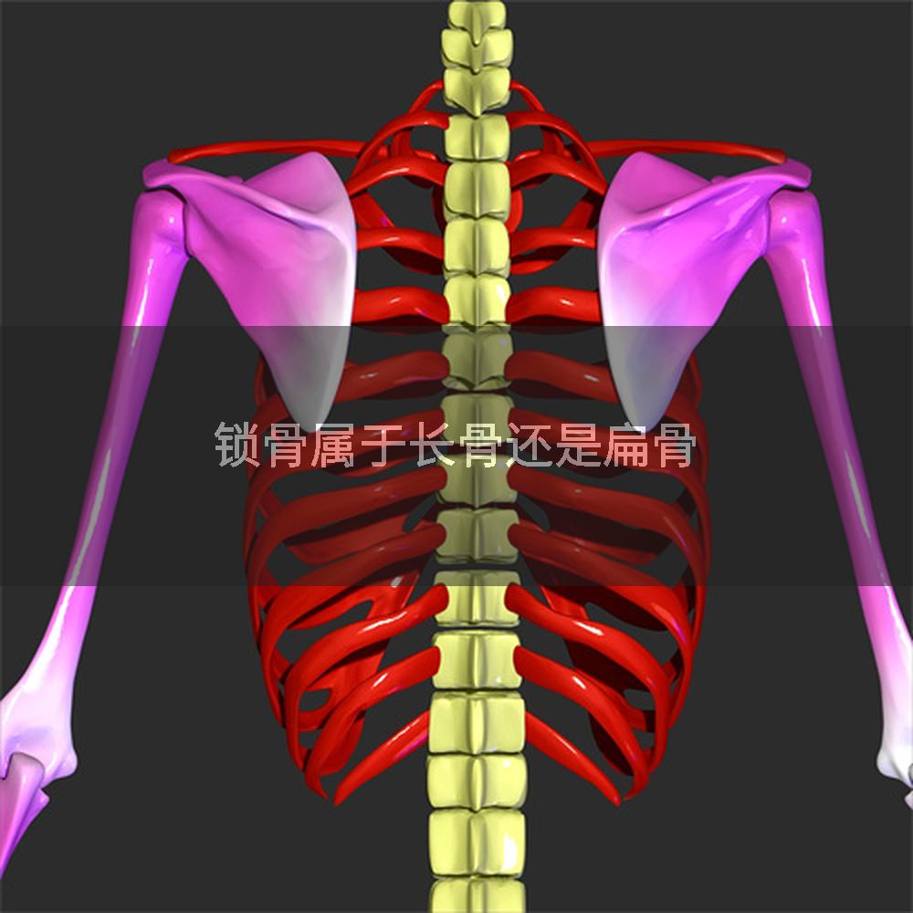 锁骨属于长骨还是扁骨