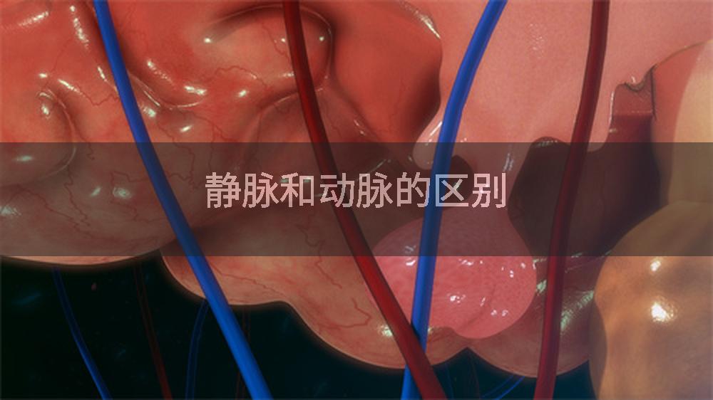 静脉和动脉的区别