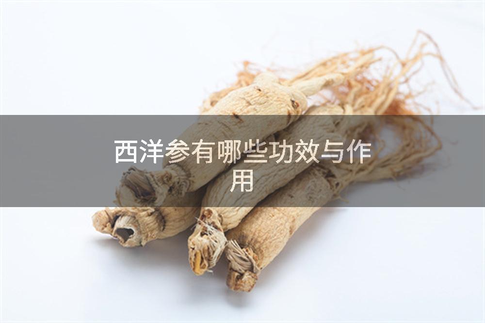 西洋参有哪些功效与作用