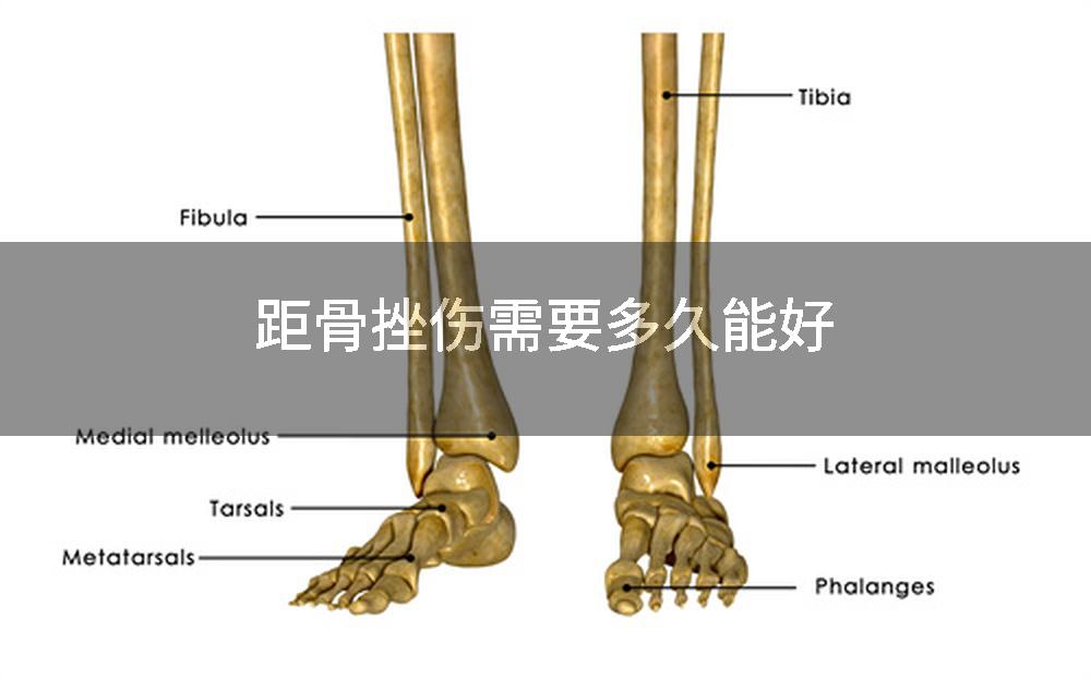 距骨挫伤需要多久能好