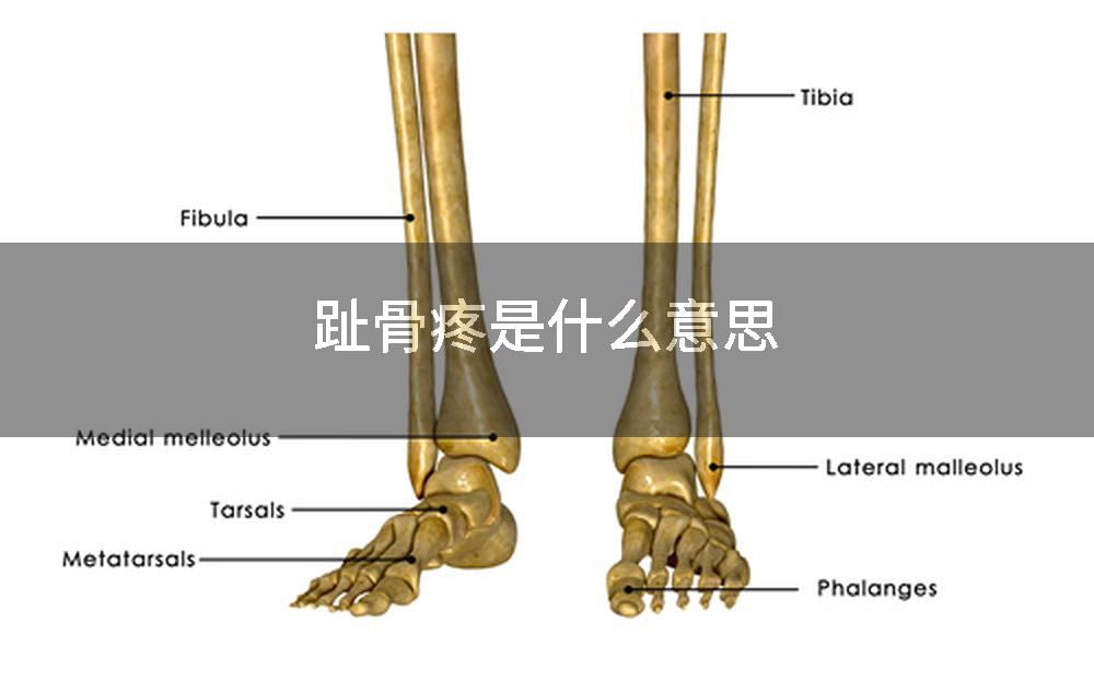 趾骨疼是什么意思