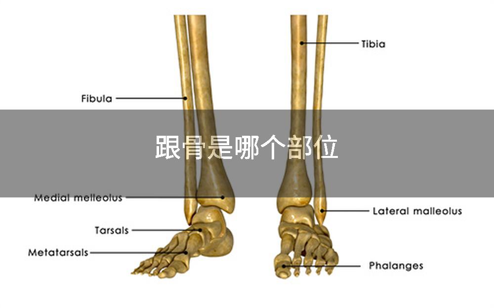 跟骨是哪个部位