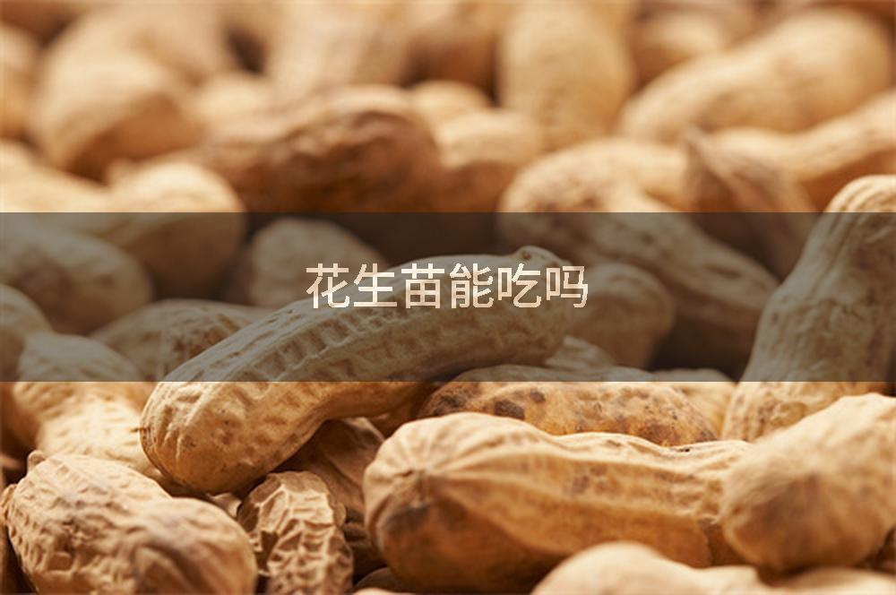 花生苗能吃吗