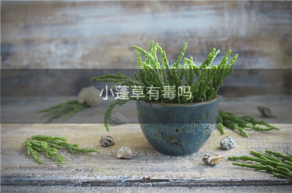 小蓬草有毒吗