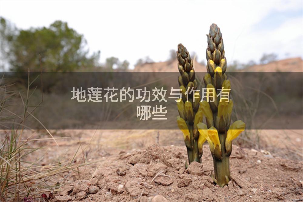 地莲花的功效与作用有哪些