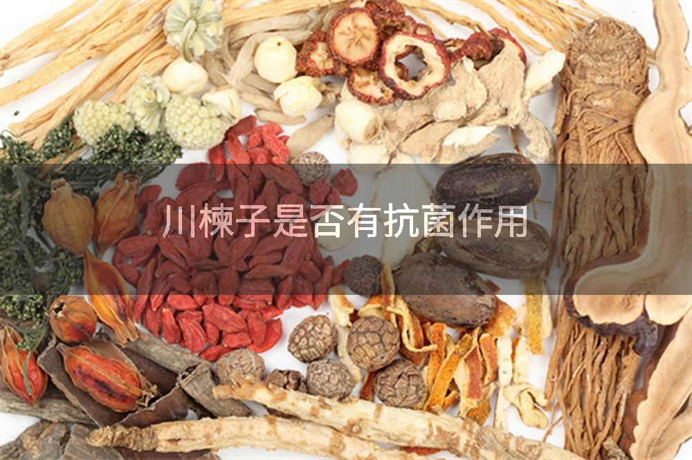 川楝子是否有抗菌作用