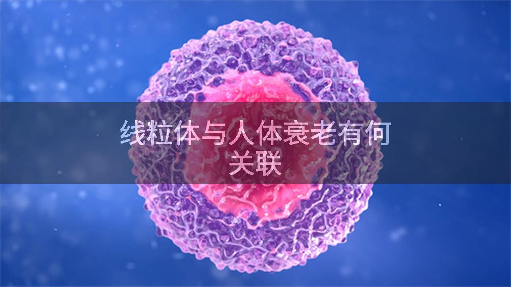 线粒体与人体衰老有何关联