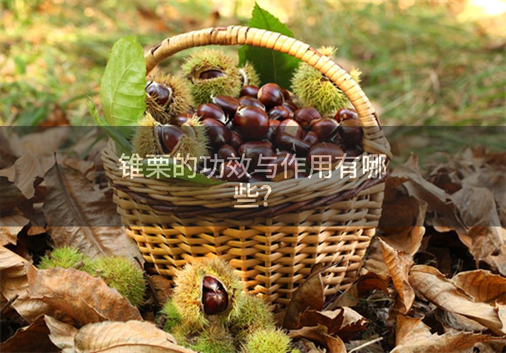 锥栗的功效与作用有哪些?