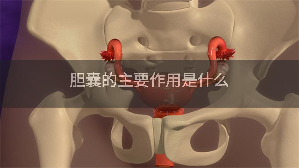 胆囊的主要作用是什么