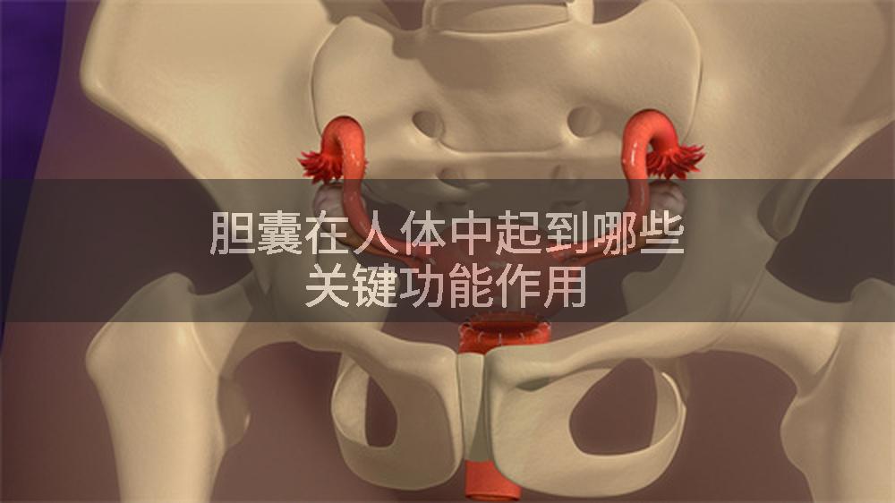 胆囊在人体中起到哪些关键功能作用