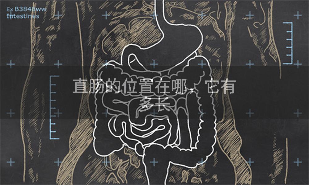 直肠的位置在哪，它有多长