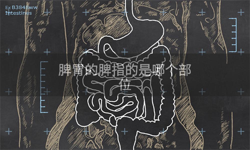 脾胃的脾指的是哪个部位