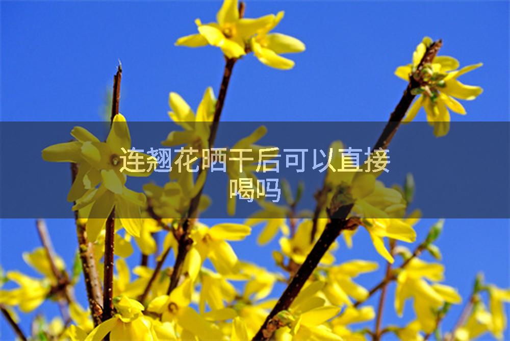 连翘花晒干后可以直接喝吗