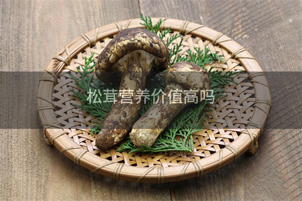 松茸营养价值高吗