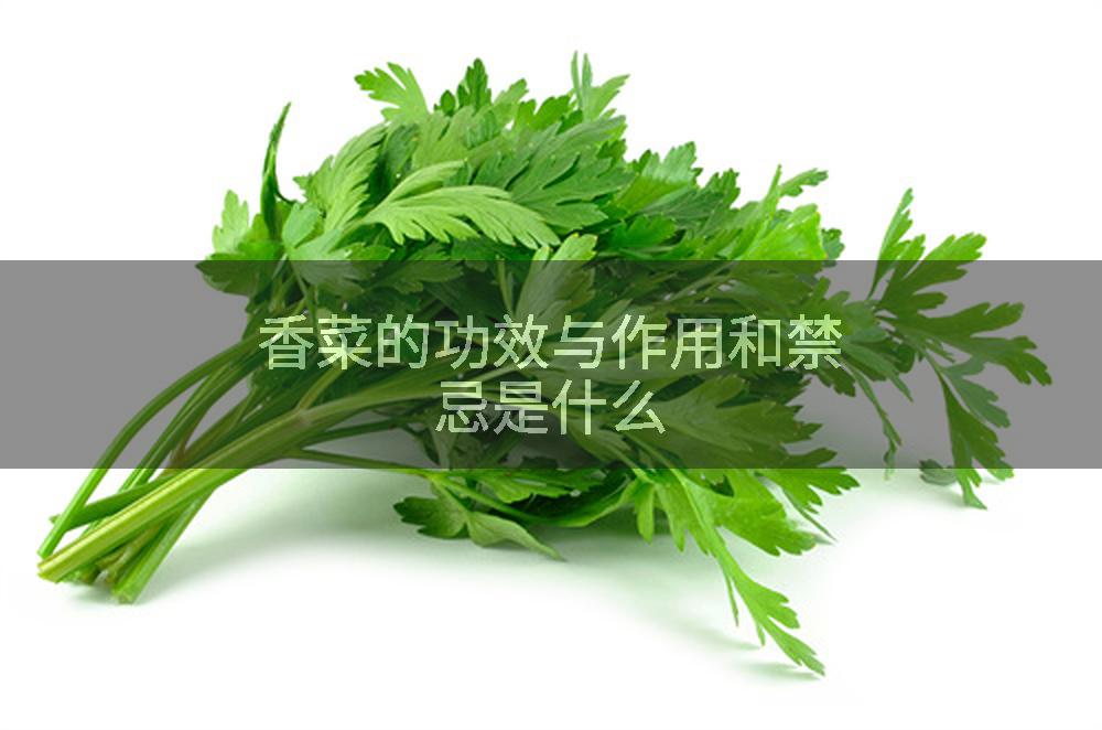 香菜的功效与作用和禁忌是什么