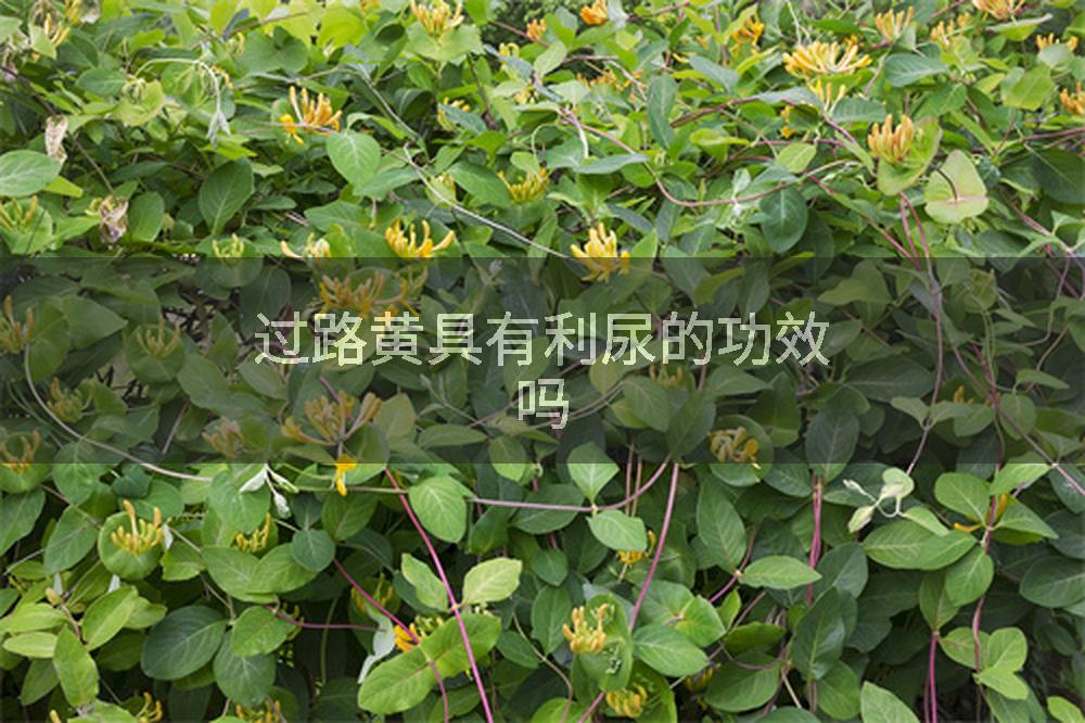 过路黄具有利尿的功效吗