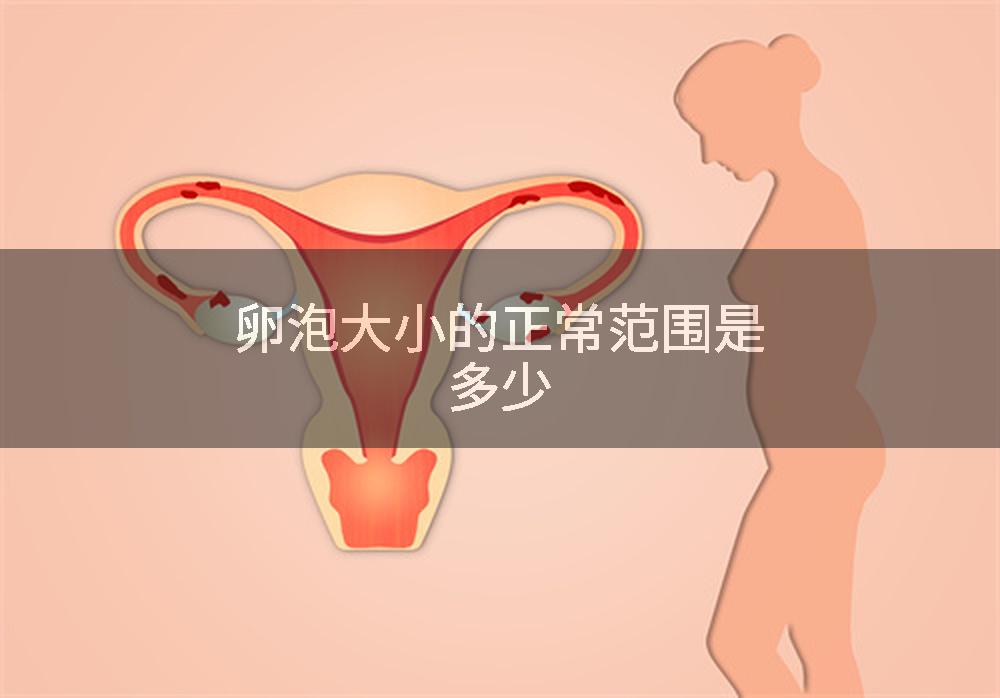 卵泡大小的正常范围是多少
