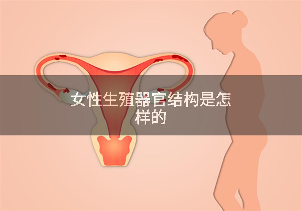 女性生殖器官结构是怎样的