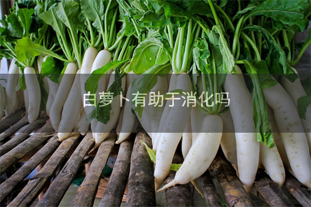 白萝卜有助于消化吗