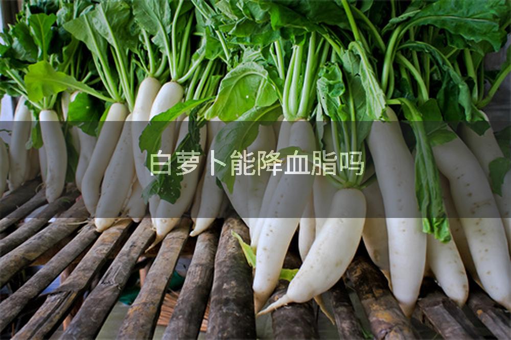 白萝卜能降血脂吗