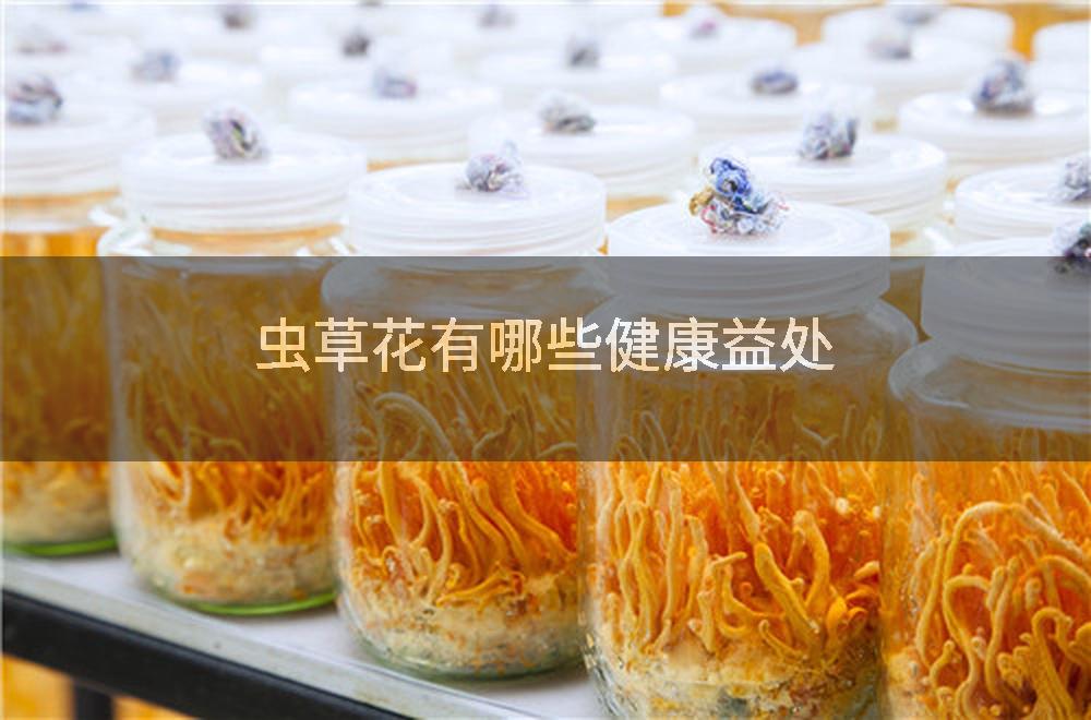 虫草花有哪些健康益处