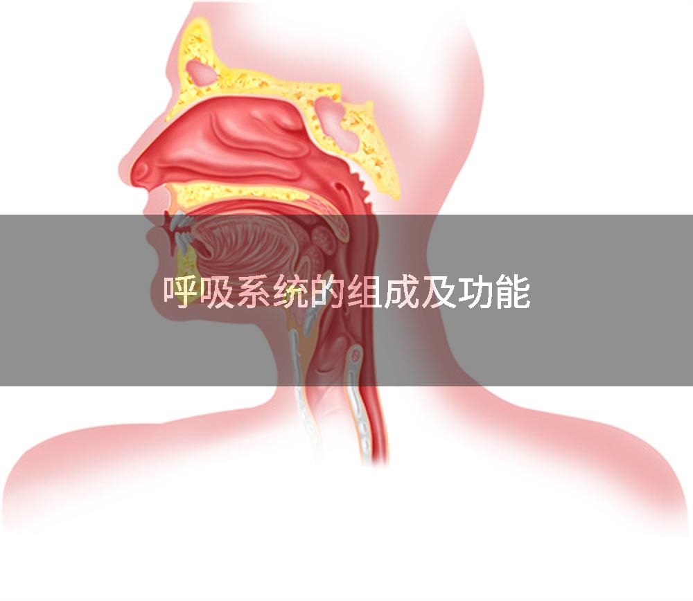 呼吸系统的组成及功能