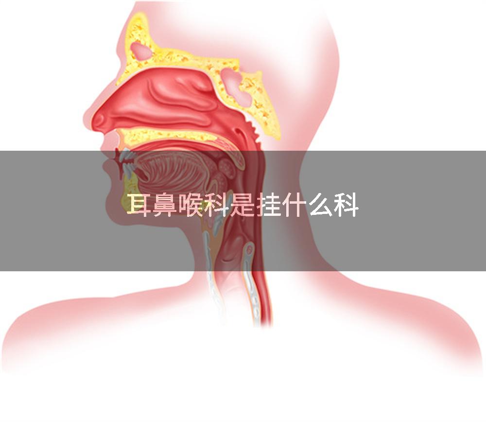 耳鼻喉科是挂什么科
