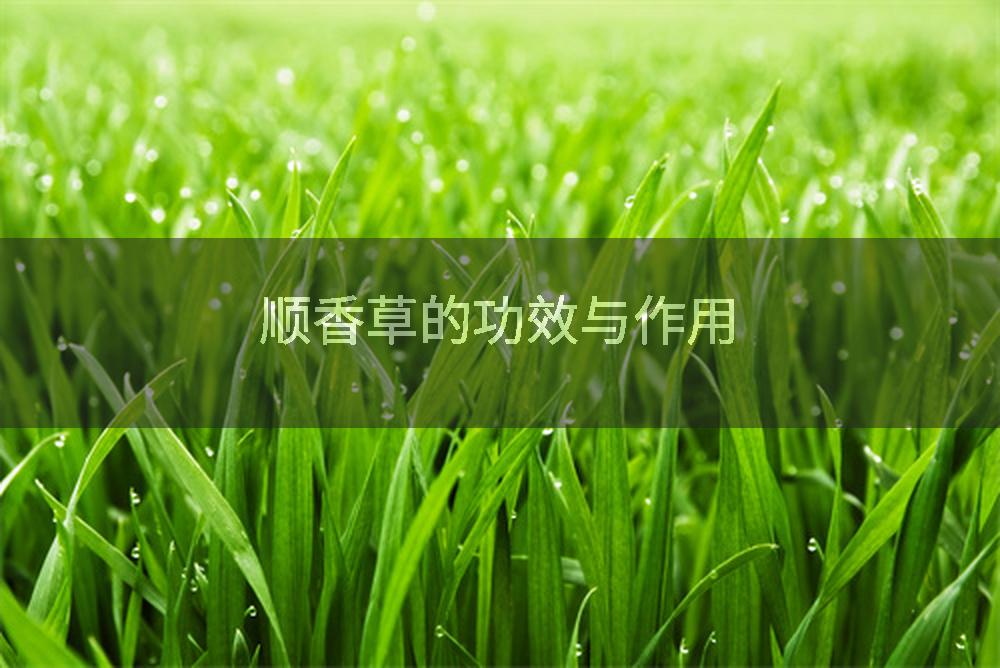 顺香草的功效与作用