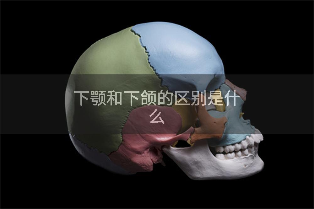 下颚和下颌的区别是什么