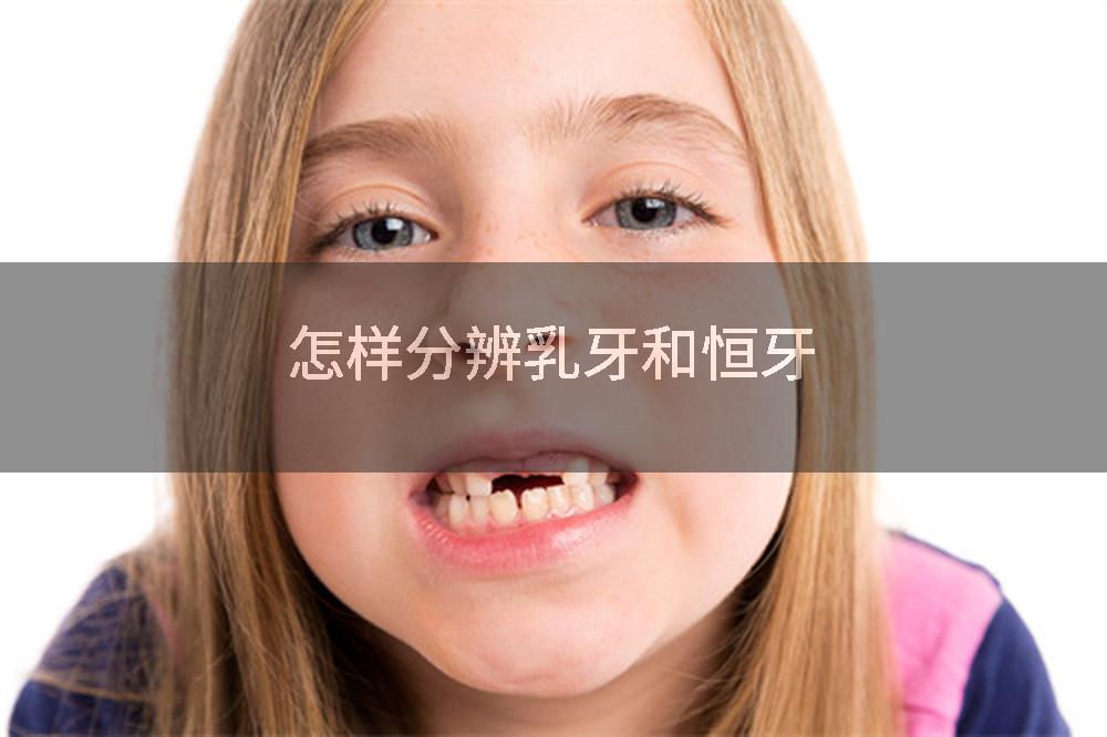 怎样分辨乳牙和恒牙