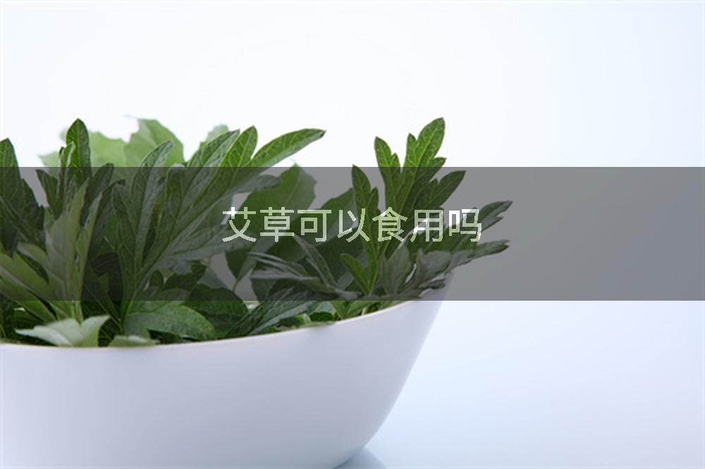 艾草可以食用吗