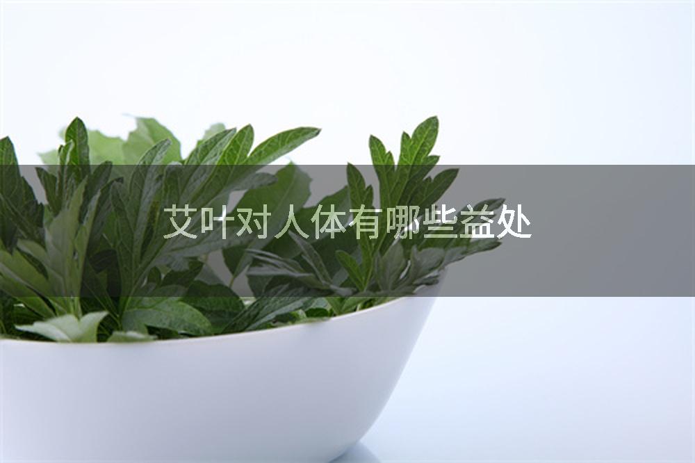 艾叶对人体有哪些益处