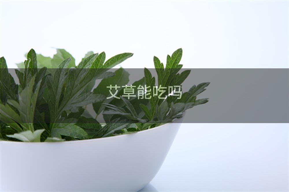 艾草能吃吗