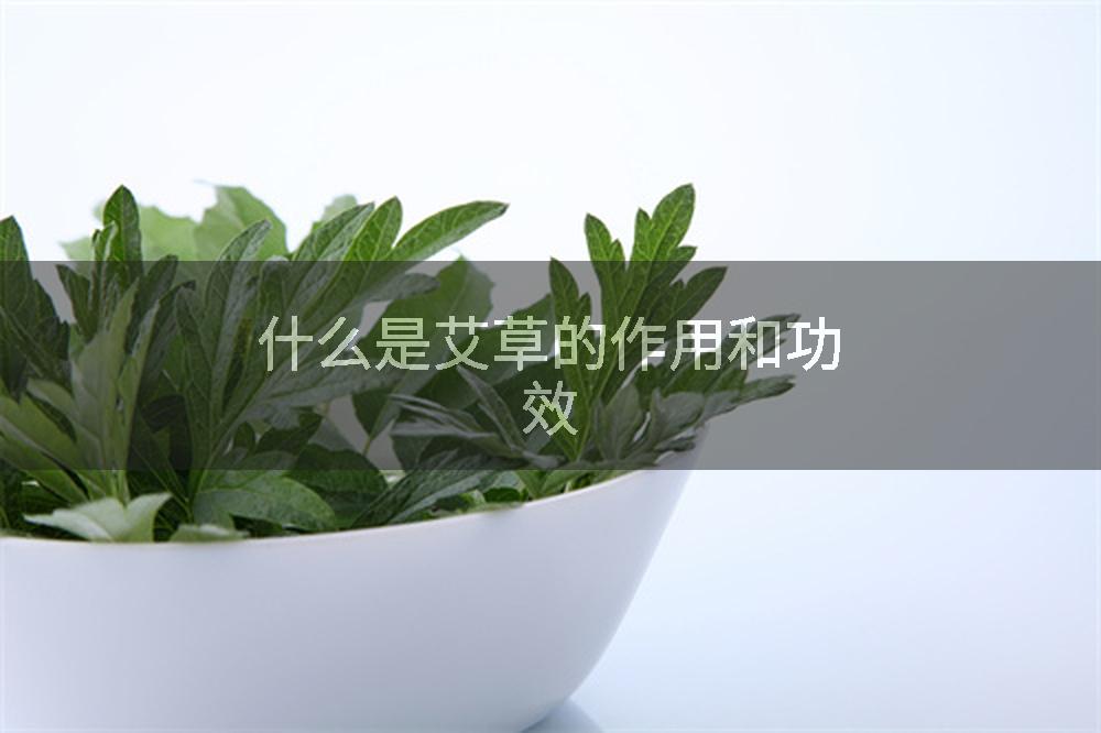 什么是艾草的作用和功效