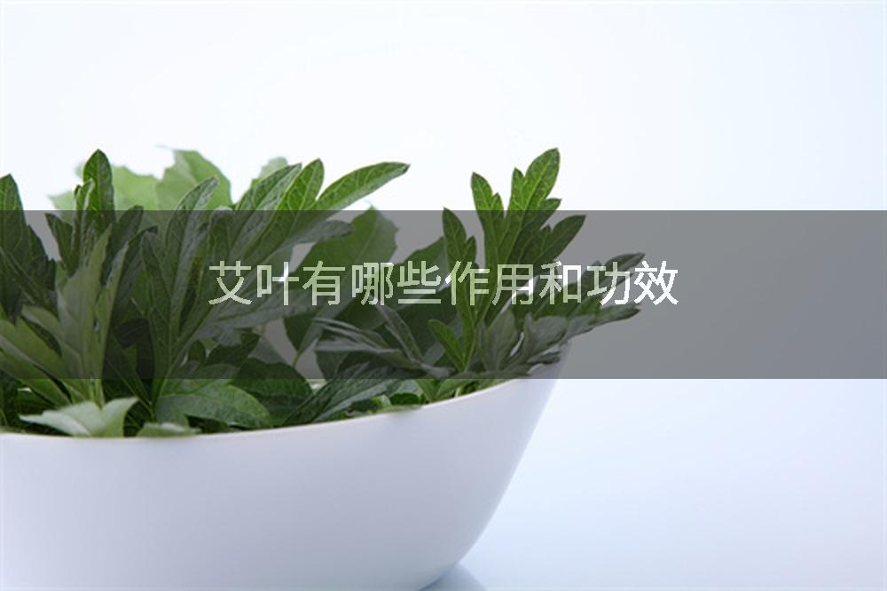 艾叶有哪些作用和功效