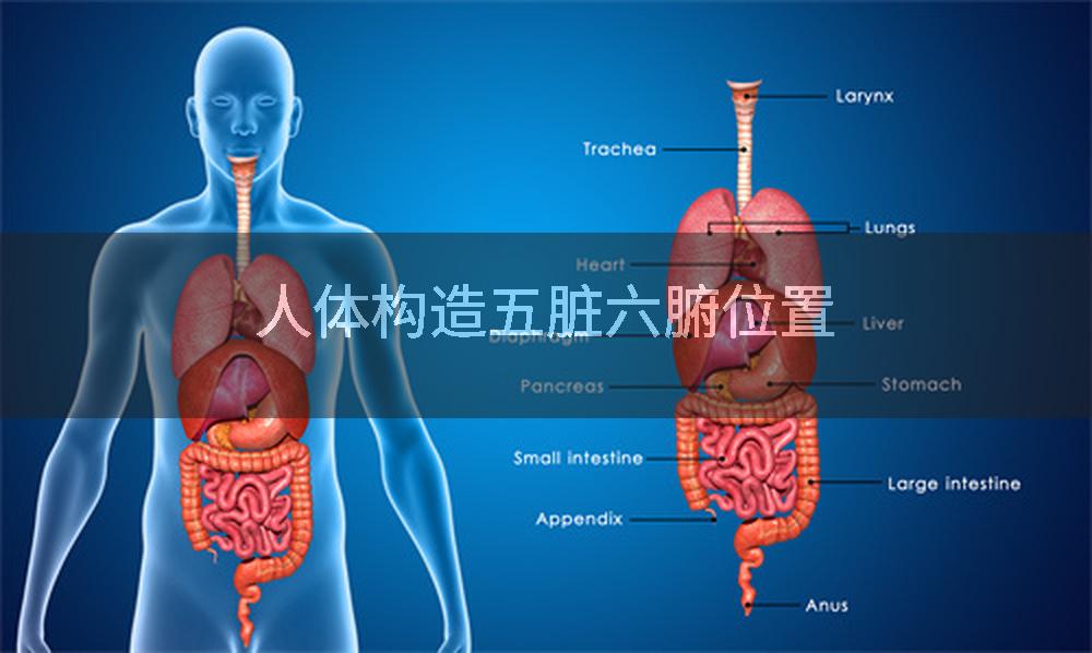 人体构造五脏六腑位置