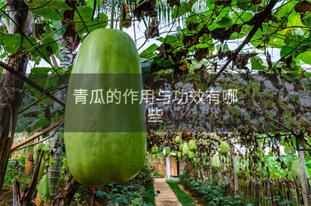 青瓜的作用与功效有哪些