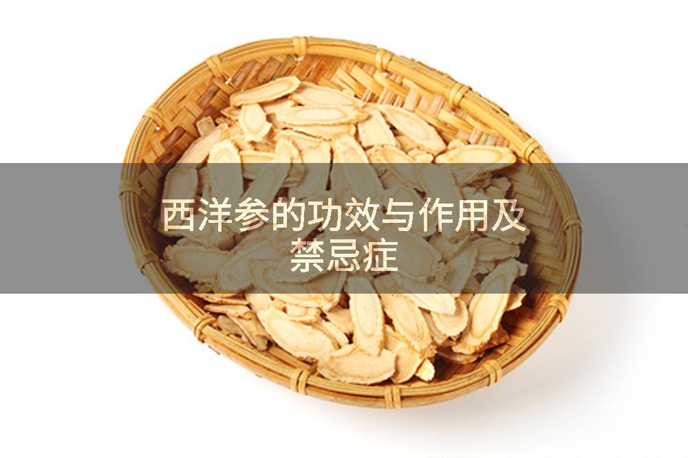 西洋参的功效与作用及禁忌症