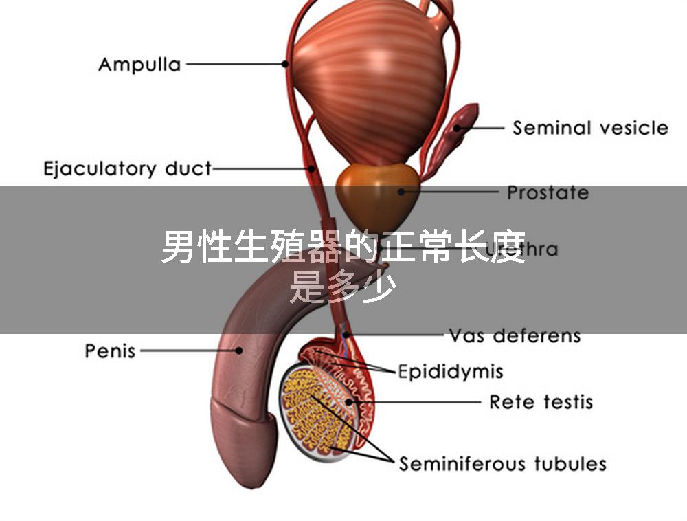 男性生殖器的正常长度是多少